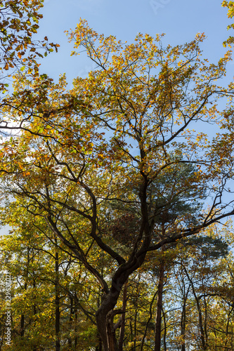 Fototapeta Naklejka Na Ścianę i Meble -  jesień w lesie 