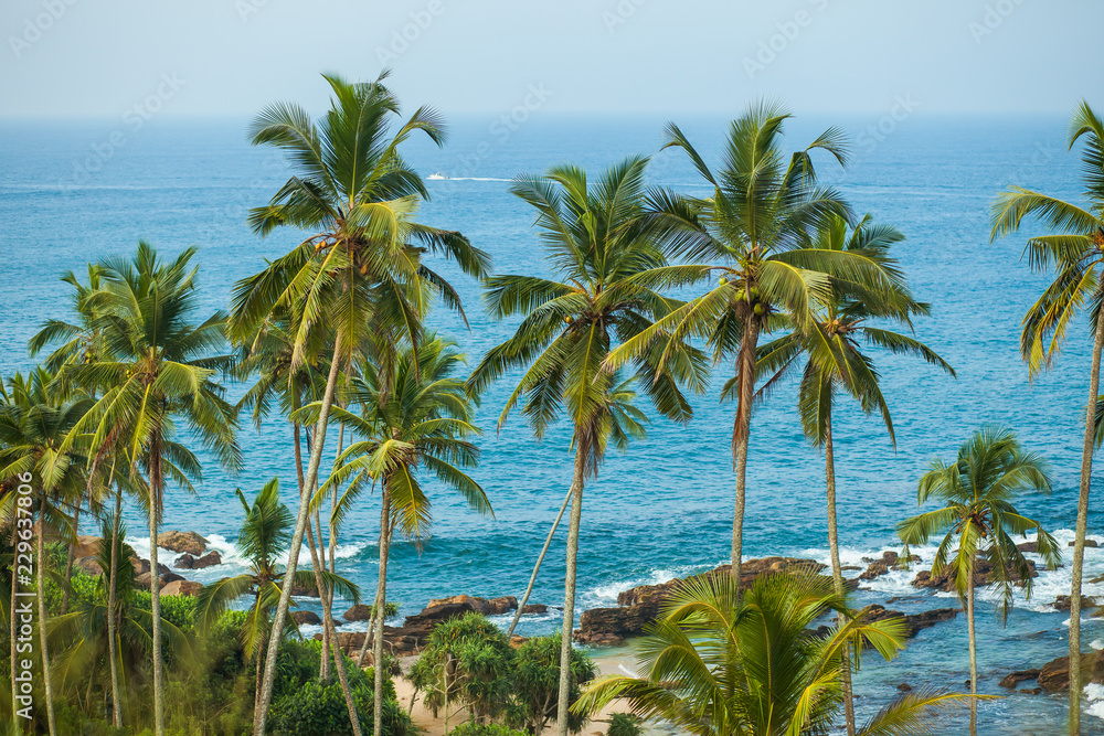 Palm trees on background of ocean