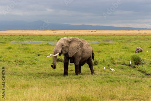Obraz na płótnie Elephants in Kenya, Africa