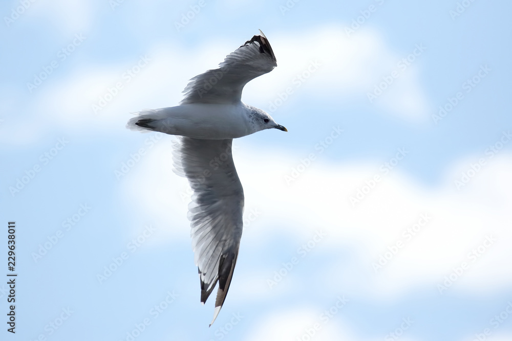 Obraz premium bird Seagull flying on blue background