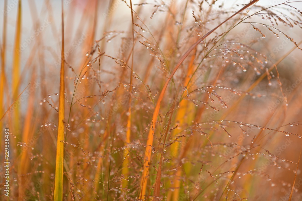 Dew drops on grass in early fall morning. Dew drops on grass in early fall morning.