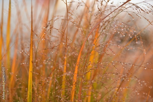Dew drops on grass in early fall morning.