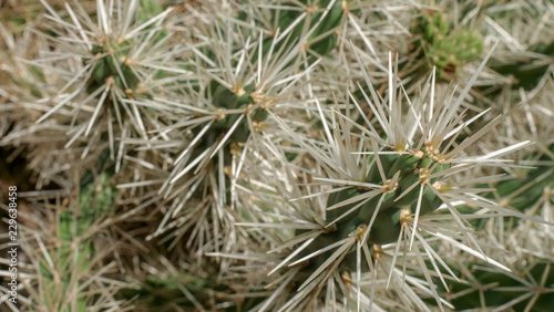 close-up of thorns on a cactus plant