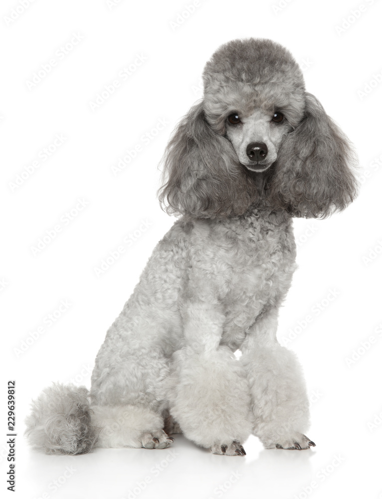 Groomed gray Poodle on white Groomed gray Poodle on white