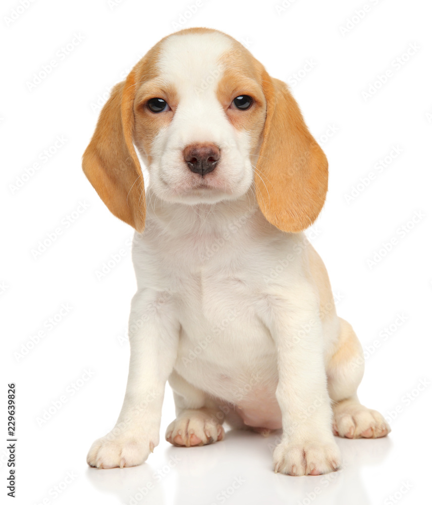 Portrait of a cute Beagle puppy