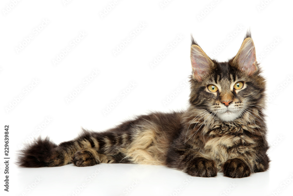 Fototapeta premium Młody Maine Coon leżący na białym tle