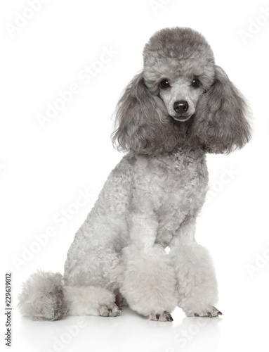 Groomed gray Poodle on white