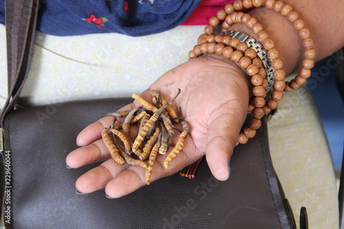 A Nepali woman holds in her hand caterpillars infected by the 