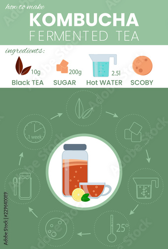 Kombucha fermented probiotic tea recipe vector infographic. How to make wonder drink Kombucha tea. Kombucha tea preparation icons. Vector isolated illustration flat style. Mason jar, mug, cup, scoby.