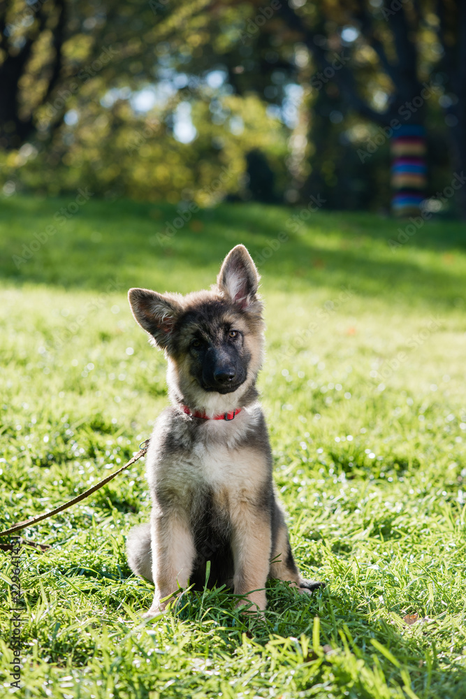 Portrait of curious cute shepherd dog outdoors Portrait of curious cute shepherd dog outdoors