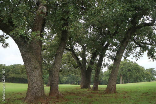 Oak tree, oak tree forrest, tree line © Dog Paw Productions