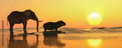 Photography elephant and sunset