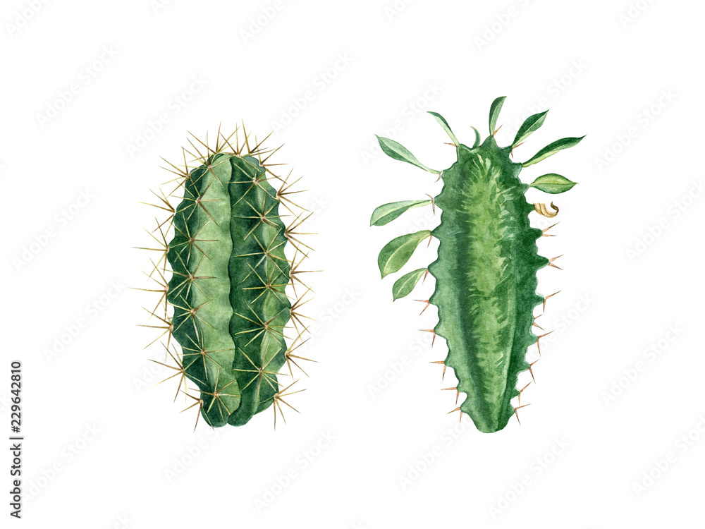 Naklejka premium Succulents