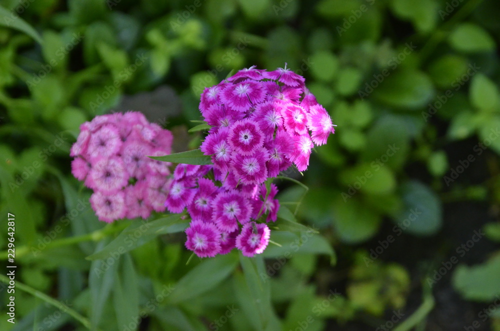 Turkish carnation of different colors and shades in the lush green leaves on a Sunny day. Turkish carnation of different colors and shades in the lush green leaves on a Sunny day.