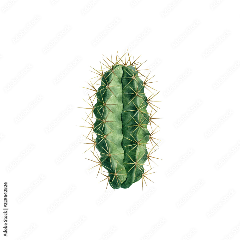 Naklejka premium Succulents