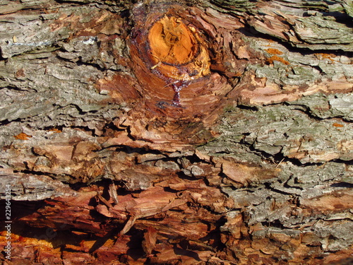 Knag in pine bark close-up, macro natural texture, rough tree bark photo