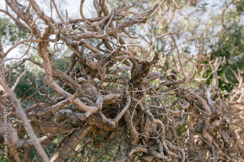 Dry vine tree in the fence in the south of France