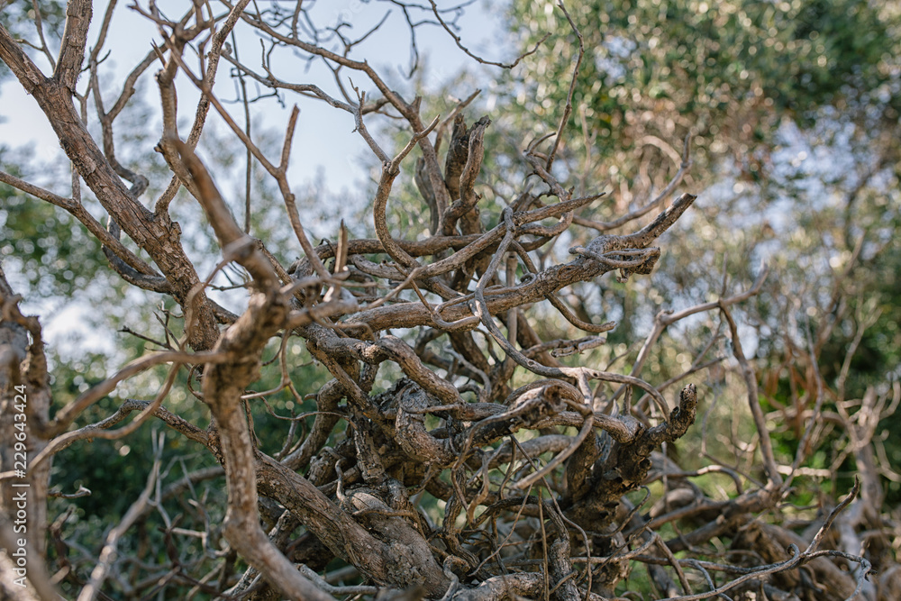 Dry vine tree in the fence in the south of France Dry vine tree in the fence in the south of France