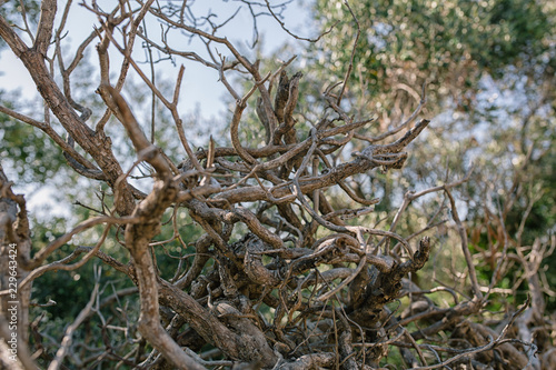 Dry vine tree in the fence in the south of France