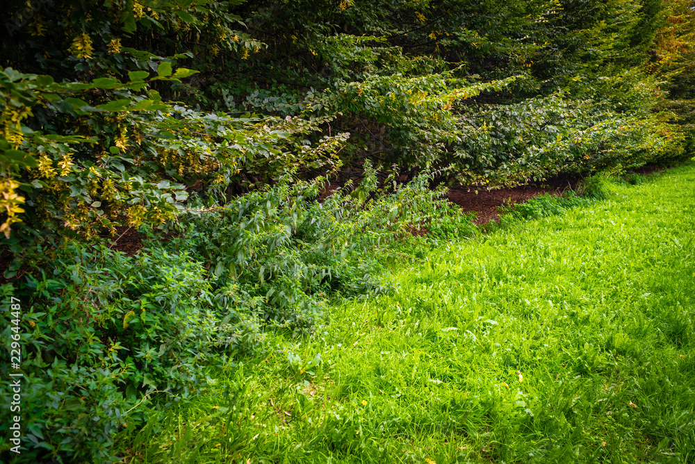 Fototapeta premium Planted trees in the shape of Cathedral, Land art Flevoland