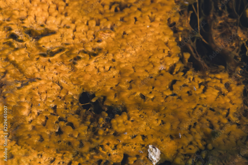 Yellowstone hot spring - close-up - turquoise water, yellow bacteria spots. Natural abstraction Yellowstone hot spring - close-up - turquoise water, yellow bacteria spots. Natural abstraction
