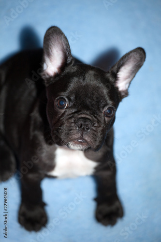 Baby funny french bulldog © jonicartoon