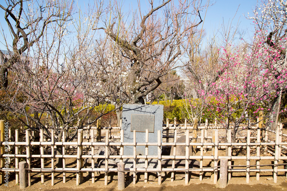 Plum blossoms in Hanegi park Plum blossoms in Hanegi park