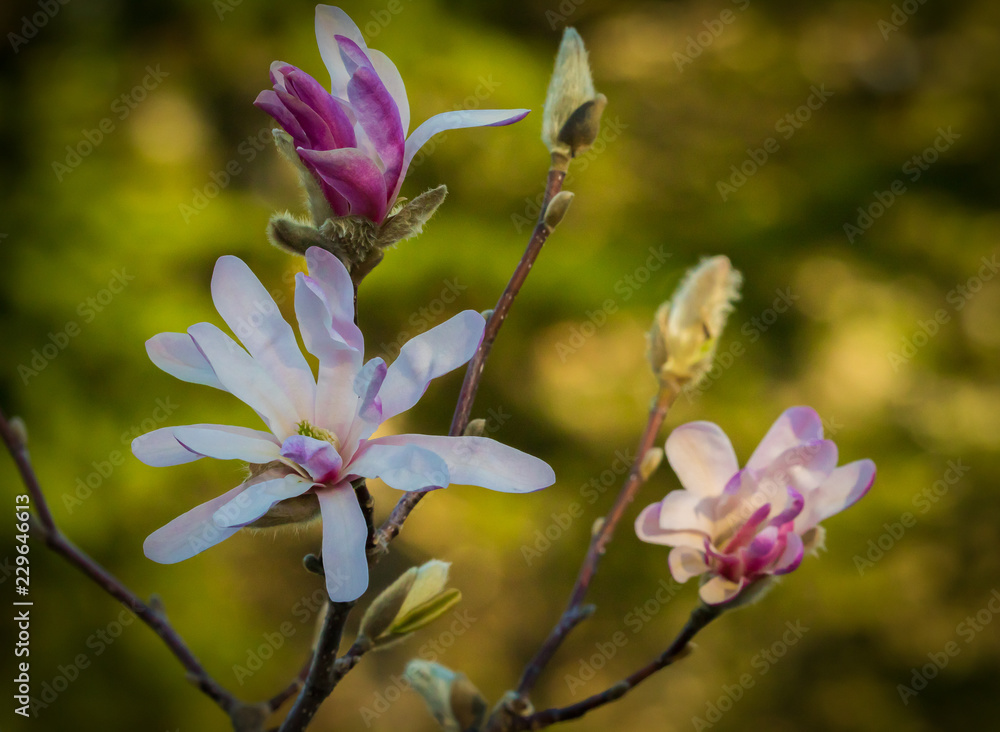 Obraz premium Magnolia