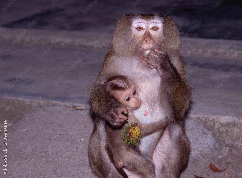 Fototapeta premium affe mit kind