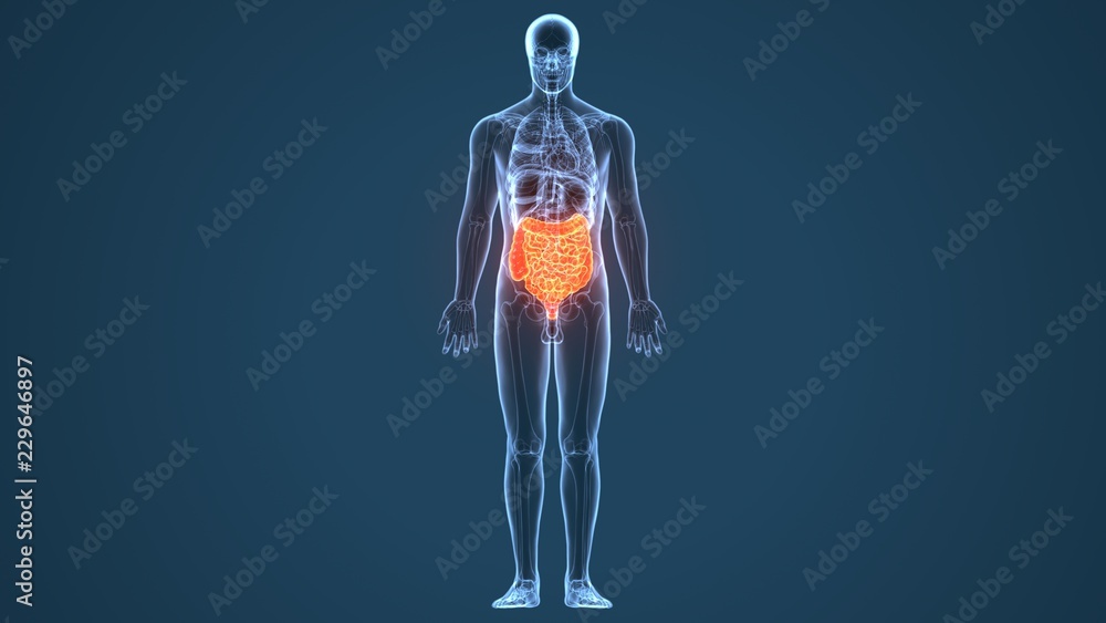 3D Illustration of Human Body Organs (Large and Small Intestine) Anatomy
3D Illustration of Human Body Organs (Large and Small Intestine) Anatomy