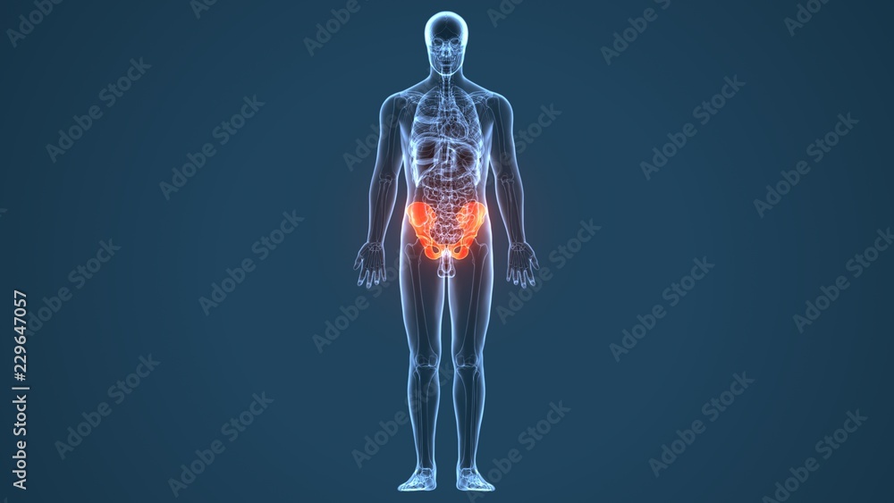 3D illustration of Hip bone diagram hip bone anatomy Stock Illustration