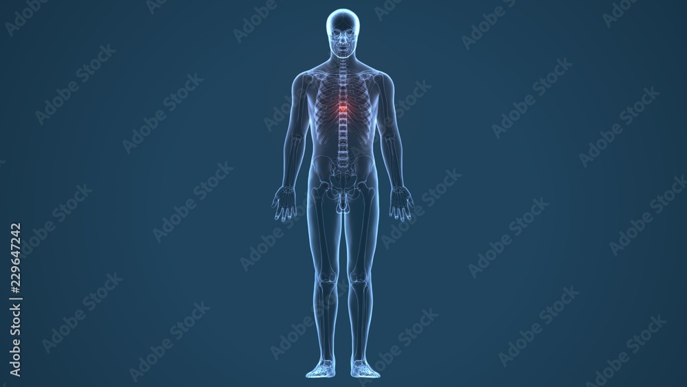 3d illustration of human body Spinal cord stock anatomy
3d illustration of human body Spinal cord stock anatomy