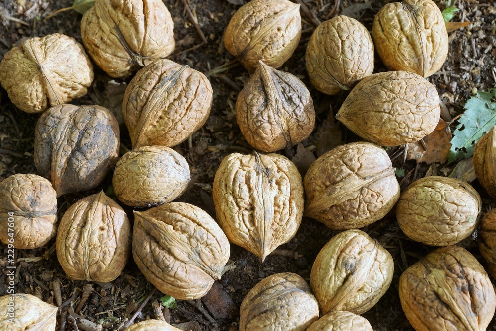A lot of walnuts lying on a forest floor A lot of walnuts lying on a forest floor