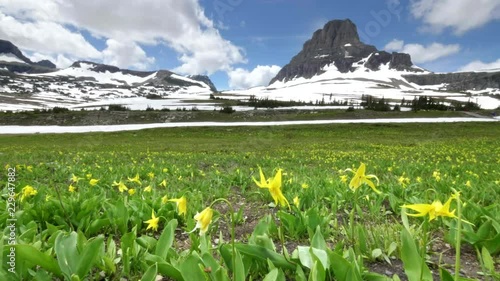field of glacier lilies with mt oberlin in the background at logan pass in glacier national park, montana photo
