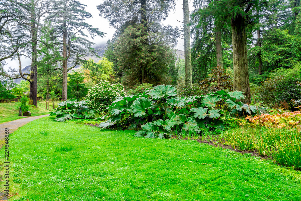 Gunnera Manicata leaves at one of walking paths in Benmore Botanic Garden, Scotland Gunnera Manicata leaves at one of walking paths in Benmore Botanic Garden, Scotland