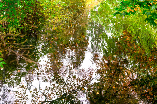 Colours of autumn in water reflection at Benmore Botanic Garden, Scotland photo