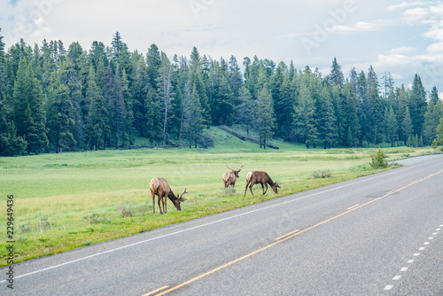 Herd of Elk grazing near with the road in Yellowstone National Park © Inolas