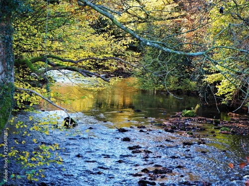 River Derwent at Gibside  North east England  in autumn