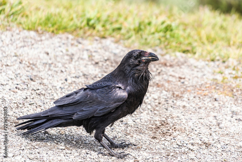 American Raven, Common Raven © Inolas