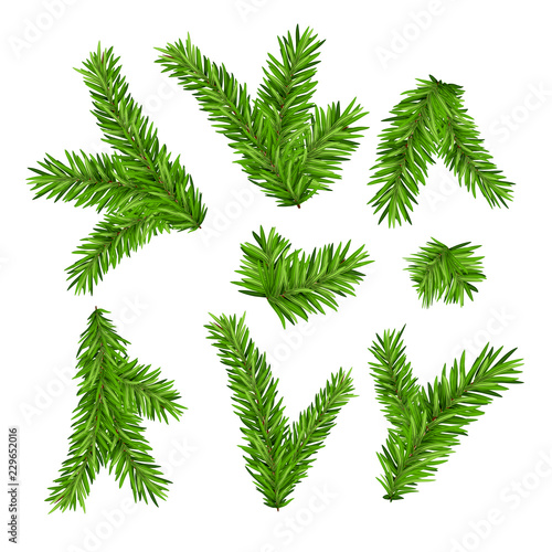 Set of fir branches. Christmas tree or pine branch vector evergreen illustration. Fir isolated holiday decoration