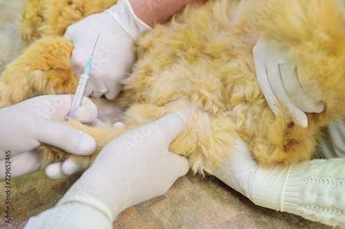 Fototapeta Naklejka Na Ścianę i Meble -  red fluffy cat on examination in a veterinary clinic. Analysis of blood in the animals