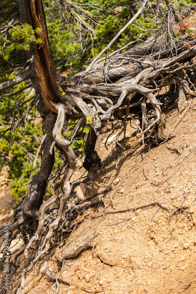 Tree with long roots above the ground at Artist Point in the Grand Canyon of the Yellowstone, Yellowstone National Park