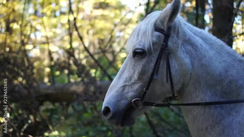 Horse on the walking