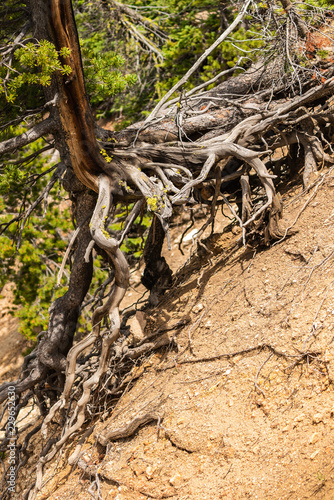 Tree with long roots above the ground at Artist Point in the Grand Canyon of the Yellowstone, Yellowstone National Park