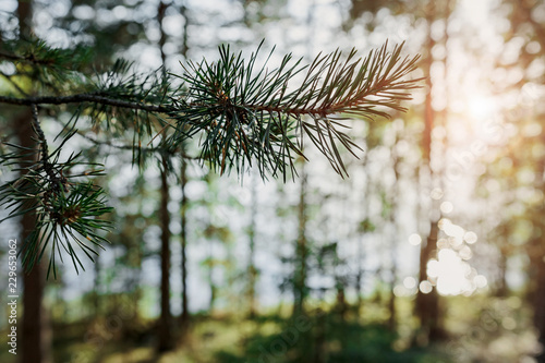 Pine branch overlooking the lake. Copy space.