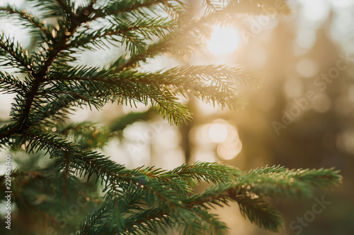 Spruce branches in the forest in the rays of the setting sun.