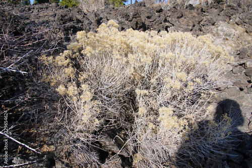 Dried flowers on desert bush photo