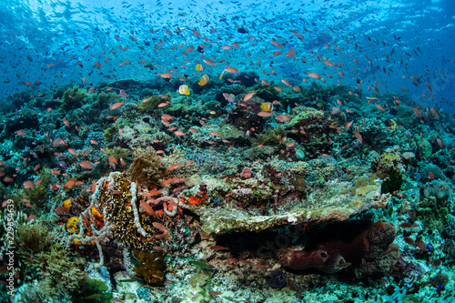Colorful Reef Fish and Corals in Alor, Indonesia