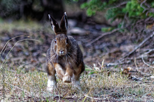 Snowshoe Hare