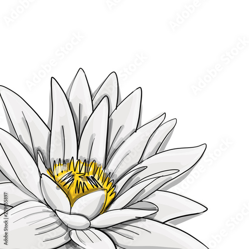 Lotus, lily water flower, sketch for your design